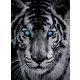 Tigris poszter, fotótapéta, Vlies  (206x275 cm, álló)