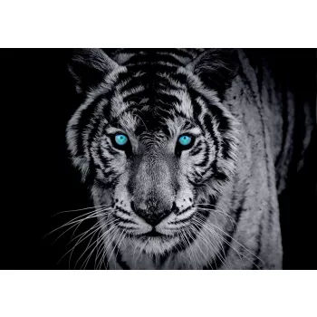 Tigris poszter, fotótapéta