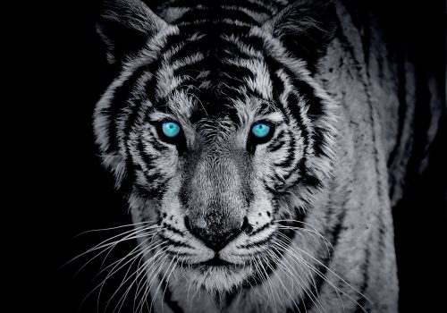 Tigris poszter, fotótapéta, Vlies (460 x 300 cm)