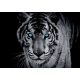 Tigris poszter, fotótapéta, Vlies (368 x 280 cm)