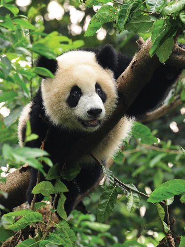 Panda poszter, fotótapéta, Vlies  (184x254 cm, álló)