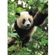 Panda poszter, fotótapéta, Vlies  (206x275 cm, álló)