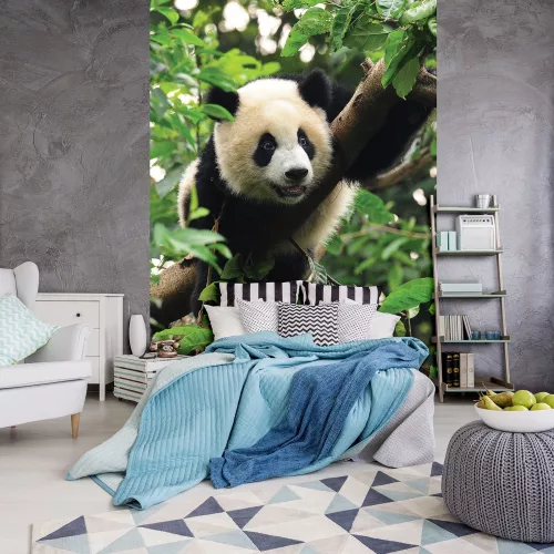 Panda poszter, fotótapéta (184 x 254 cm)
