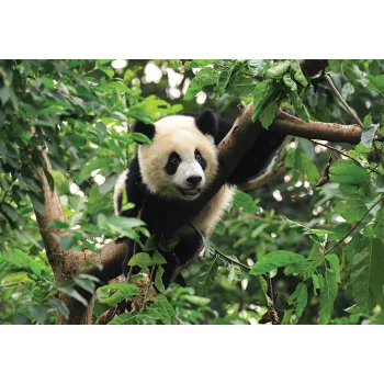 Panda poszter, fotótapéta