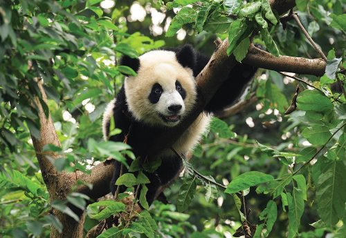 Panda poszter, fotótapéta, Vlies (416 x 254 cm)