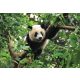 Panda poszter, fotótapéta Vlies (368 x 254 cm)