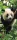 Panda poszter, fotótapéta (91 x 211 cm)