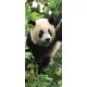 Panda poszter, fotótapéta (91 x 211 cm)