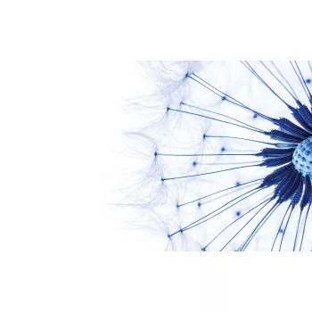 Pitypang poszter, fotótapéta