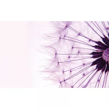 Pitypang poszter, fotótapéta