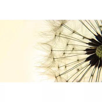 Pitypang poszter, fotótapéta