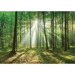 Erdő poszter, fotótapéta (250 x 175 cm)