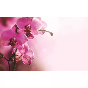 Orchidea poszter, fotótapéta