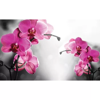Orchidea poszter, fotótapéta