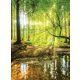 Erdő poszter, fotótapéta, Vlies  (184x254 cm, álló)