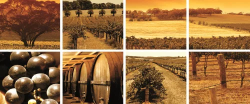 Wineyard minta poszter, fotótapéta (250 x 104 cm)