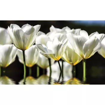 Tulipánok poszter, fotótapéta
