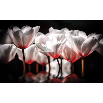 Tulipánok poszter, fotótapéta