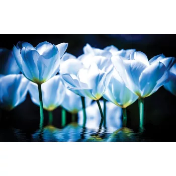 Tulipánok poszter, fotótapéta