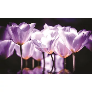 Tulipánok poszter, fotótapéta