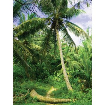 Pálmafák poszter, fotótapéta, Vlies (206x275 cm, álló)