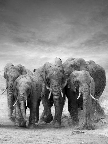 Elefántok poszter, fotótapéta, Vlies  (206x275 cm, álló)