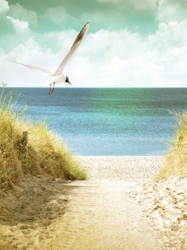 Szárnyaló madár a tengerparton poszter, fotótapéta, Vlies  (206x275 cm, álló)