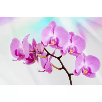 Orchidea poszter, fotótapéta