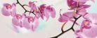 Orchidea poszter, fotótapéta (250 x 104 cm)