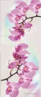 Orchidea poszter, fotótapéta (91 x 211 cm)