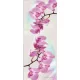 Orchidea poszter, fotótapéta (91 x 211 cm)