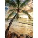 Pálmafa a napos tengerparton poszter, fotótapéta, Vlies  (206x275 cm, álló)