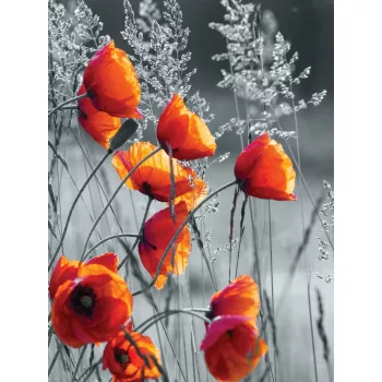 Pipacsok poszter, fotótapéta, Vlies (184x254 cm, álló)