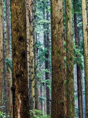 Erdei fák poszter, fotótapéta, Vlies  (184x254 cm, álló)