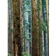 Erdei fák poszter, fotótapéta, Vlies  (206x275 cm, álló)