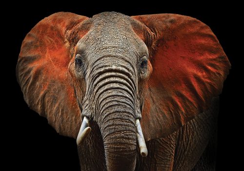 Elefánt poszter, fotótapéta Vlies (254 x 184 cm)