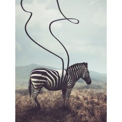 Zebra poszter, fotótapéta, Vlies  (206x275 cm, álló)