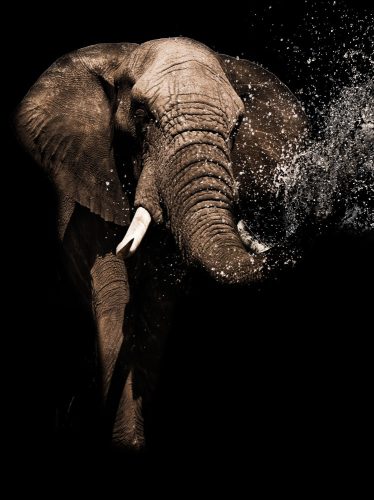 Elefánt poszter, fotótapéta, Vlies  (184x254 cm, álló)