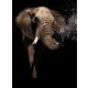 Elefánt poszter, fotótapéta, Vlies  (206x275 cm, álló)