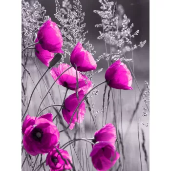   Pipacsok rózsaszínben poszter, fotótapéta, Vlies (184x254 cm, álló)