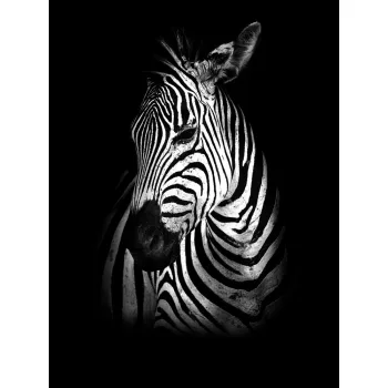 Zebra poszter, fotótapéta (184 x 254 cm)