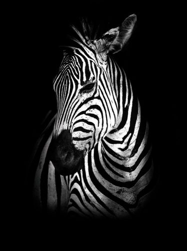 Zebra poszter, fotótapéta, Vlies  (184x254 cm, álló)