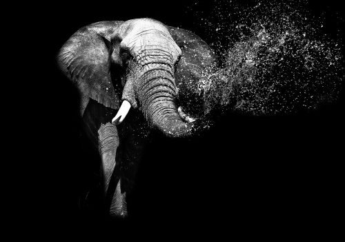 Elefánt fotótapéta több méretben, alapanyagban