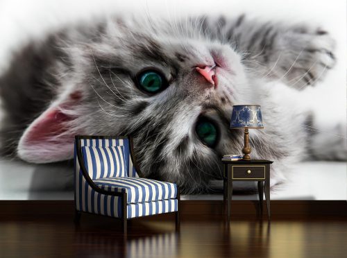 Cica poszter, fotótapéta, Vlies (104 x 70,5 cm)