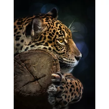 Jaguár poszter, fotótapéta (184 x 254 cm)