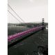 Pink Golden Gate Bridge poszter, fotótapéta, Vlies  (206x275 cm, álló)