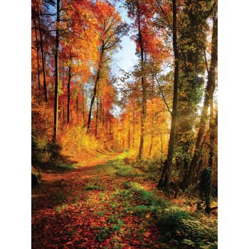   Őszi erdő poszter, fotótapéta, Vlies (206x275 cm, álló)