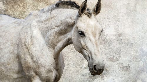 Fehér ló poszter, fotótapéta, Vlies (104 x 70,5 cm)