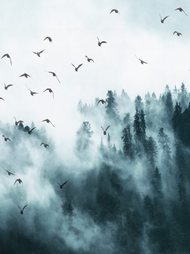 Ködös erdő poszter, fotótapéta, Vlies  (184x254 cm, álló)