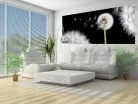 Pitypang poszter, fotótapéta (250 cm x 104 xm)